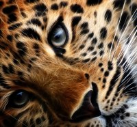 Lonesome Leopard