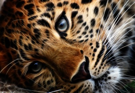 Lonesome Leopard