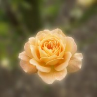 King Garden