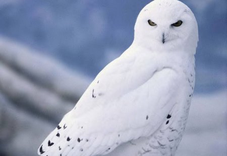 Snowy Owl - animal, nature, owl, bird