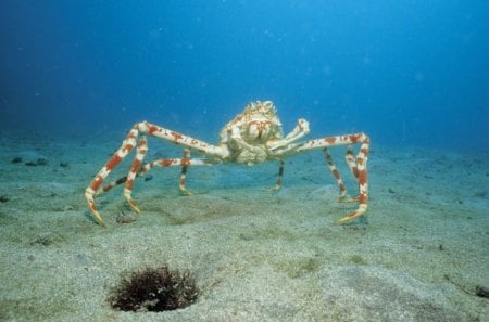 crab - fun, animal, crab, cool