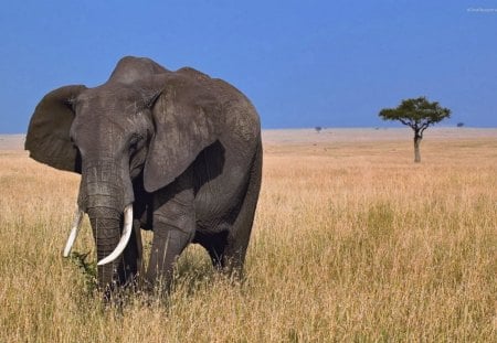 elephant - fun, elephant, cool, animals, field, tree, african, grass