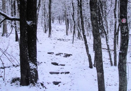 Trail to overlook - winter, woods, snow, hiking