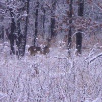 Deer in the snow