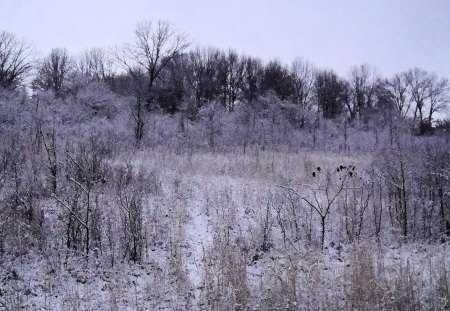 Winter Wonderland - winter, trail, snow, hiking