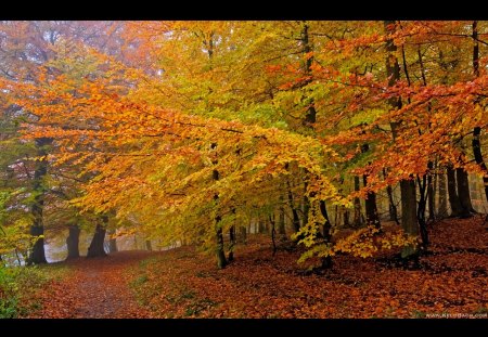 Peak Time - leaves, trees, nature, autumn