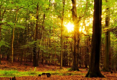 Still Green - forest, trees, nature