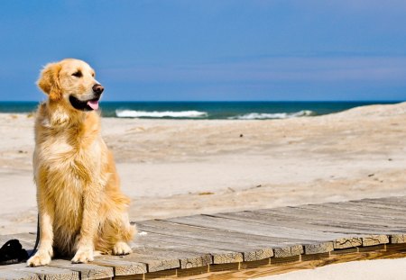 Dog Waiting on Beach - track, waiting, sand, dog