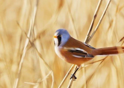 Colored Bird - bird, grass, branch, colored