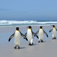 penguins on the beach