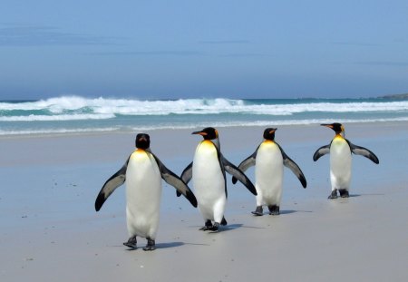 penguins on the beach - oceans, penguins, sand, beach