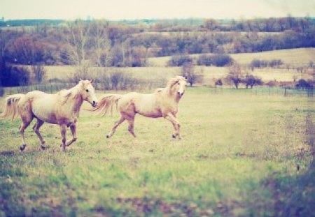 Horses Running Free - free, grass, running, horses