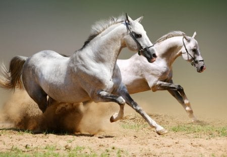 White Horses - run, white, sand, horses