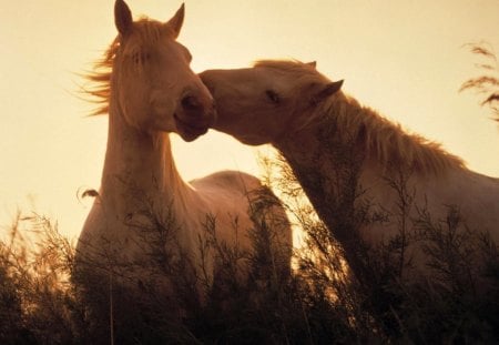 Horses in love - grass, love, horses, wild