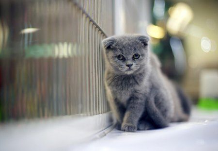 Grumpy Gray Kitten - grumpy, kitten, cat, gray