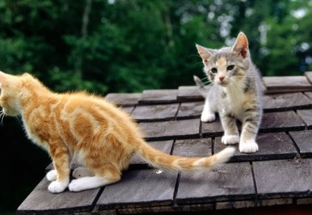 Red and Gray Kittens on Rooftop - kittens, rooftop, red, gray