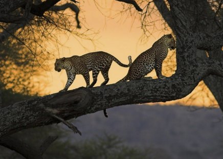 Leopards - tree, cats, wild, leopards