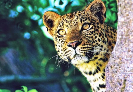 Curious Cheetah - cheetah, curious, tree, wild