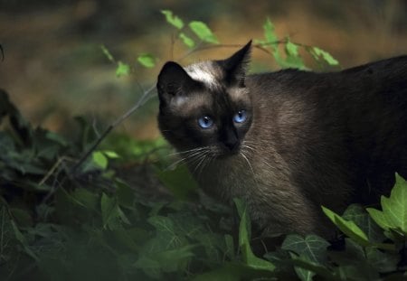 Cat - tree, grass, cat