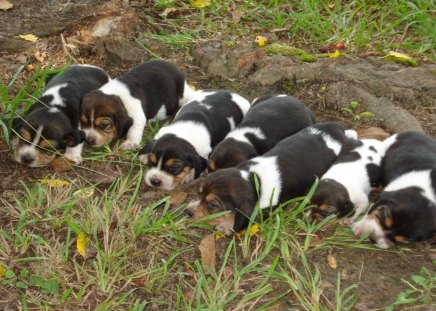 Beagle Puppies - beagle, grass, puppies, dogs