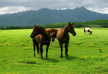 horses in the field - mountain, animals, wallpaper, field, mountains, horses, nature, grass, new