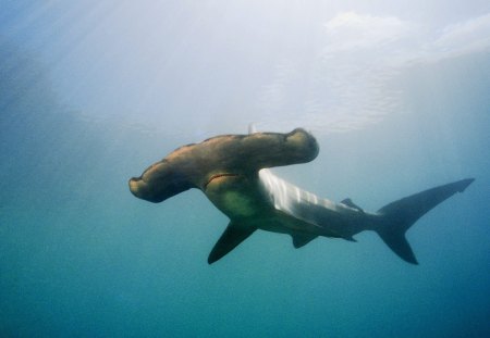 Hammerhead Shark - oceans, shark, hammer, head