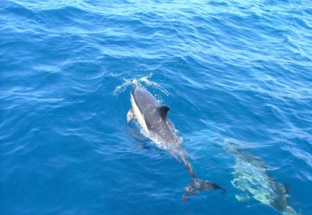 Dolphins - oceans, dolphins, water, wild