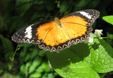 butterfly Locco - butterfly, branch, tree, locco