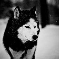 Wolf in Winter