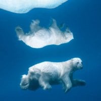 polar Bears