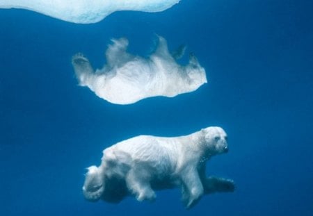 polar Bears - oceans, bears, ice, polar