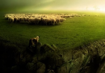 Watch the Sheep - watch, grass, sheep, fields