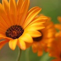 beautiful sunflowers