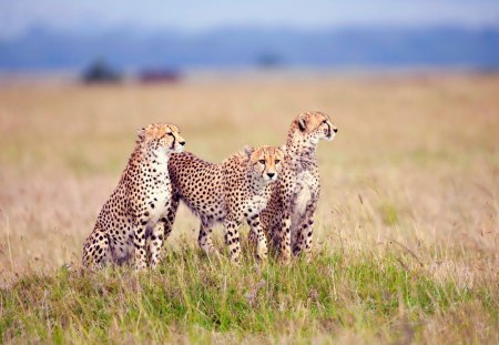 Cheetah Family - cat, cheetah, family, wilds