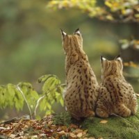 Lynxes in Nature