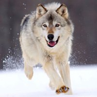 Running Wolf