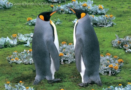 King Penguins, Falkland Island - island, falkland, king, penguins