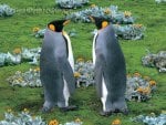 King Penguins, Falkland Island