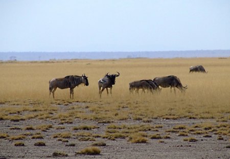 Gnus - wild, fields, gnus, grass