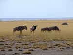 Gnus