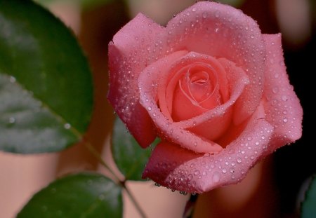 Rose - flower, pink, nature, rose