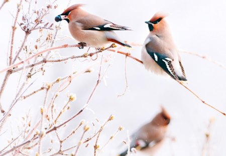 Winter story - birdsmsnow, story, winter, tree