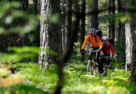 Cycling Through The Woods - cycle, trees, green, woods