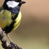 Great Tit