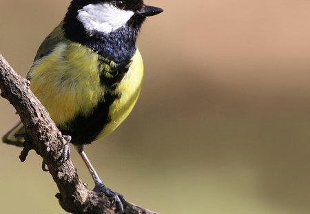 Great Tit - male, bird, great, tit