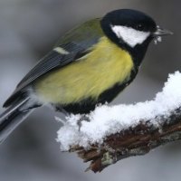 Great Tit