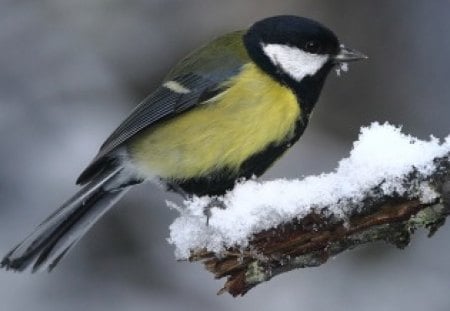 Great Tit - male, bird, adult, great, tit