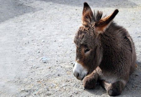 Cuddly Ass - cuddle, young, donkey, ass