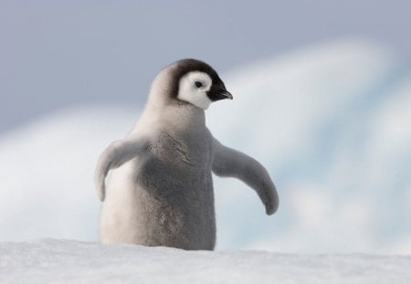 Born of the ice - ice, sweety, animals, winter, wallpaper, hd, nature, penguins, cold, frost, snow, antarctic, cute, birds