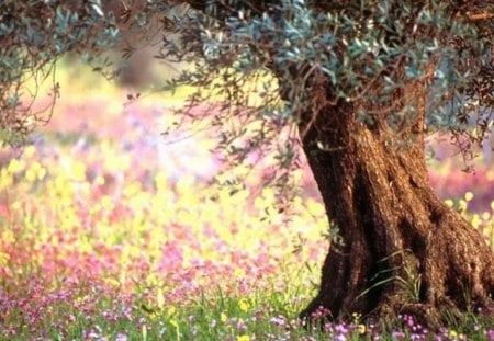 Spring - beautiful nature, yellow, purple, pink, tree, colour flowers